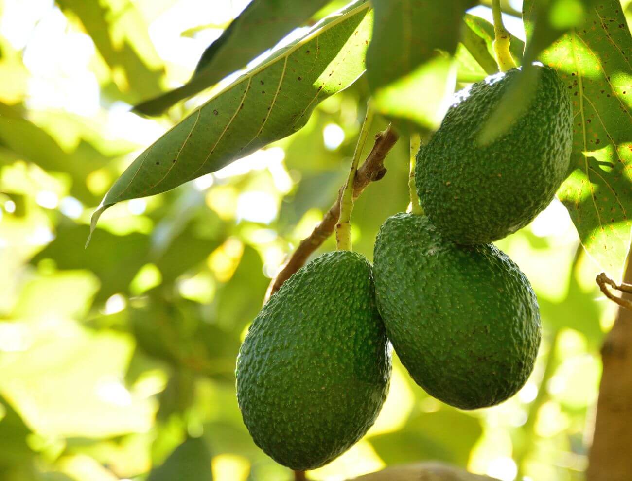 Valley View Avocado Tree