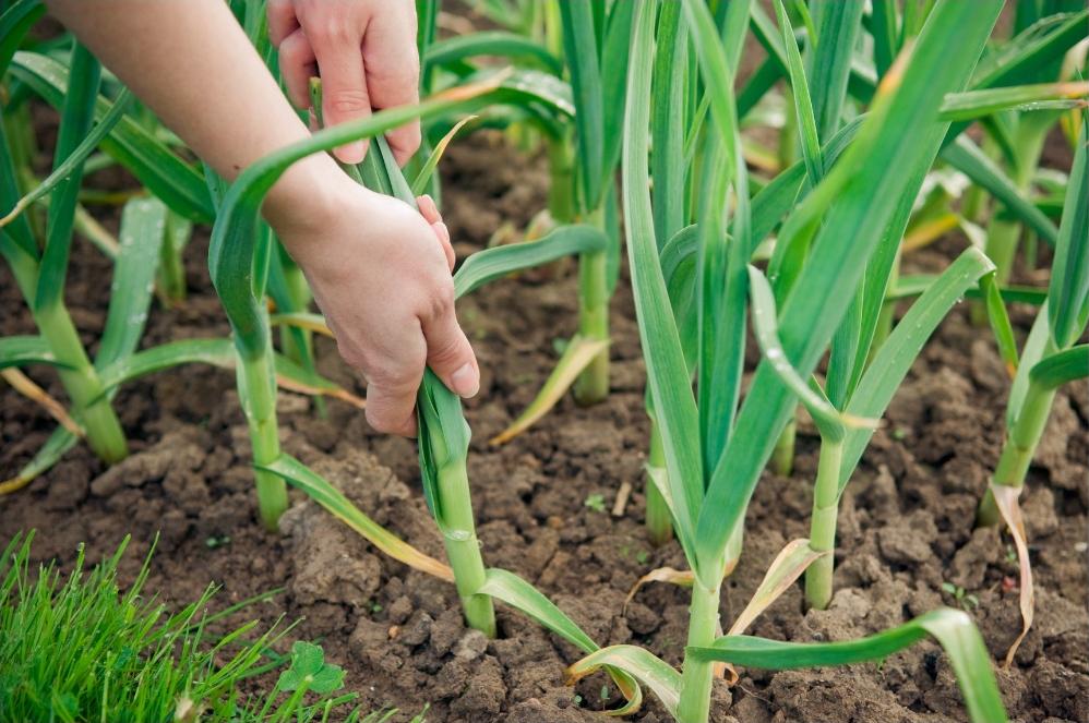 A Chefs Guide To The 10 Best Leek Alternatives