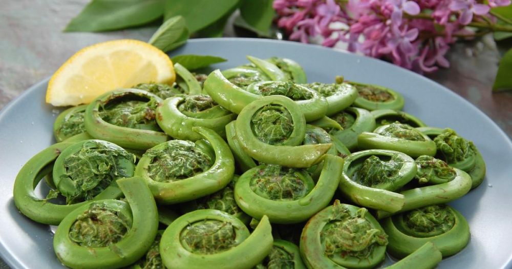 Fiddlehead Ferns